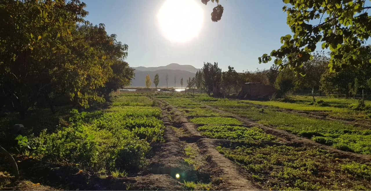 Un potager automnal luxuriant avec diverses cultures