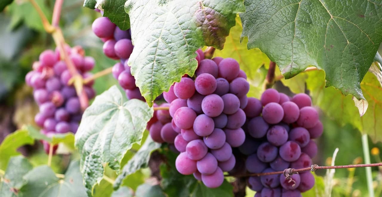 Potager biodynamique luxuriant avec diverses cultures et préparations