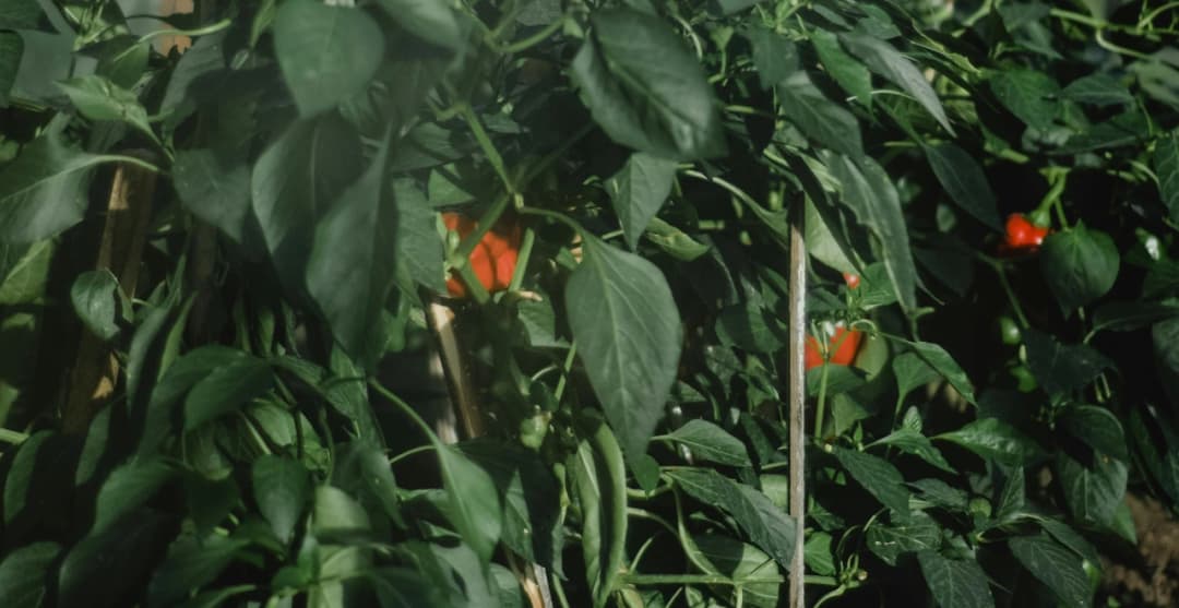Créer un potager autonome : Guide complet et astuces