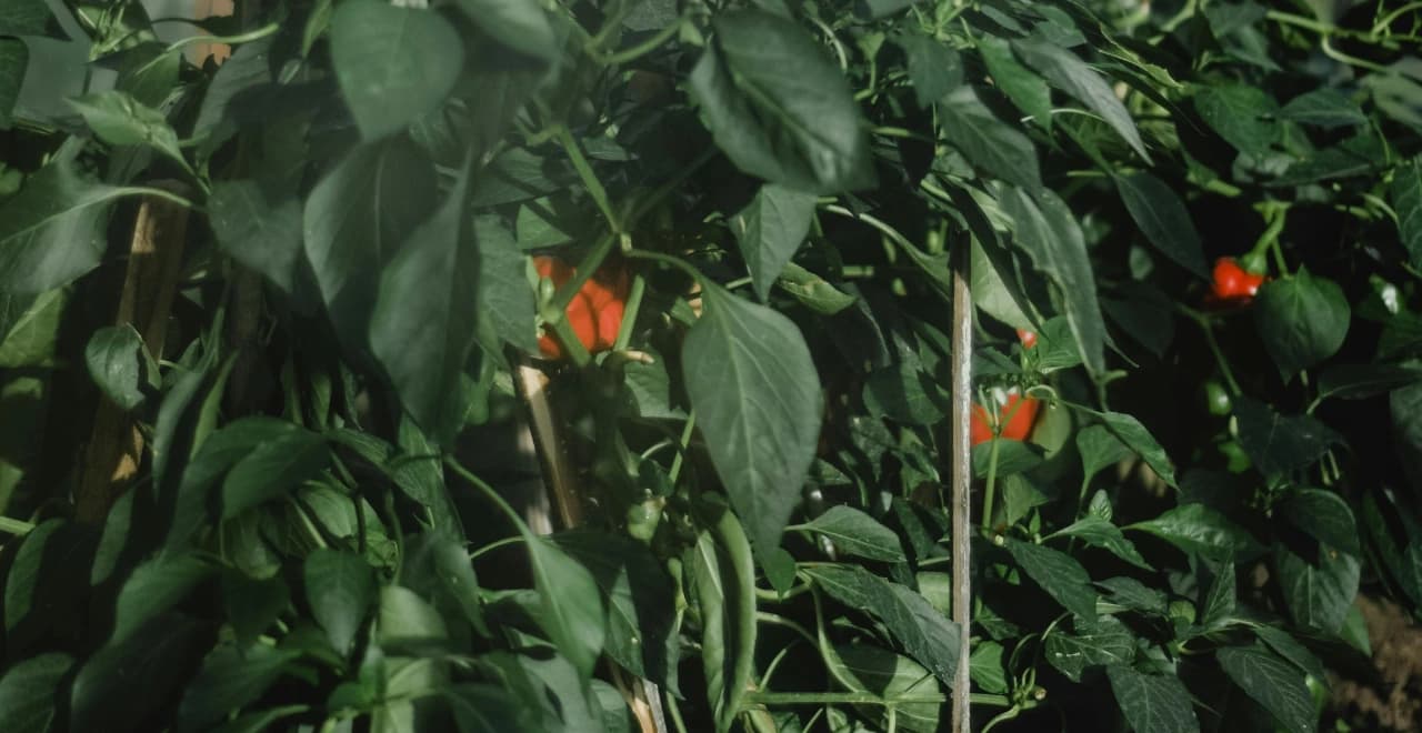 Vue d'ensemble d'un potager autonome avec systèmes d'irrigation, composteur et cultures variées